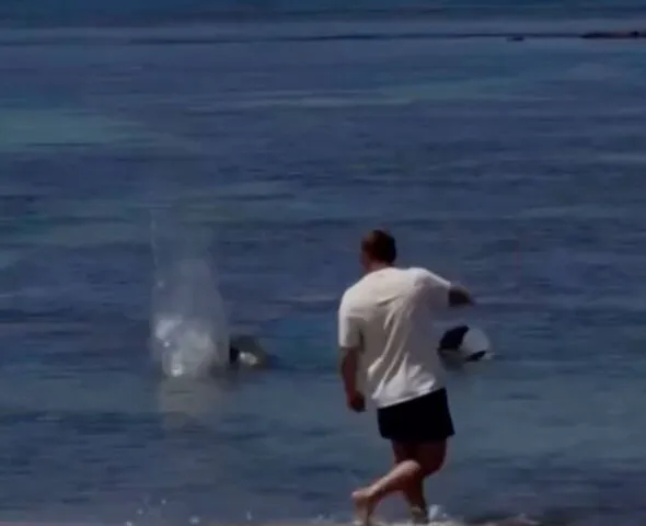 Touriste inculpé après avoir attaqué un phoque moine hawaïen
