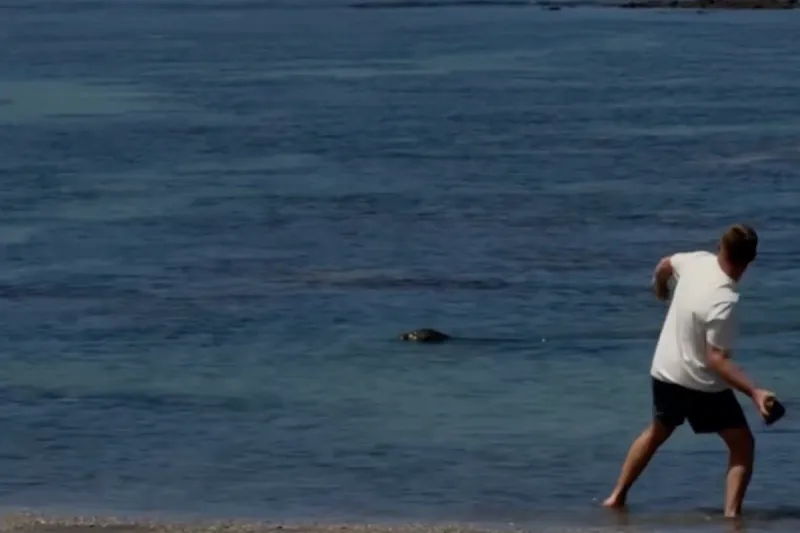Touriste arrêté pour avoir attaqué un phoque menacé à Maui