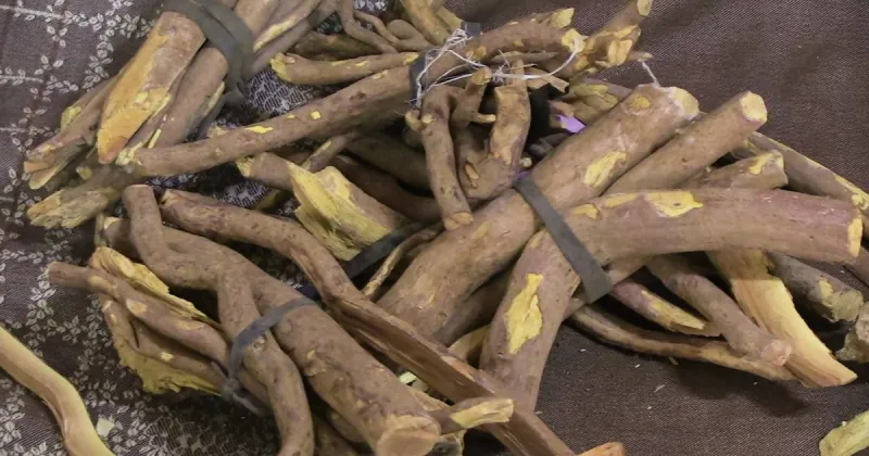 La médecine traditionnelle prospère à Bamako