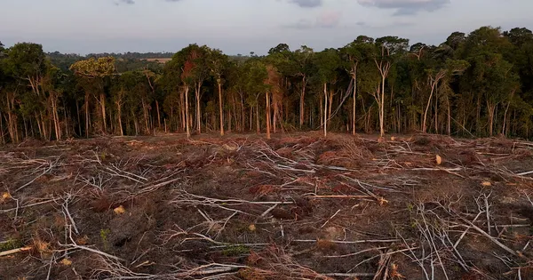 La perte de forêts tropicales chute de 36% en 2025
