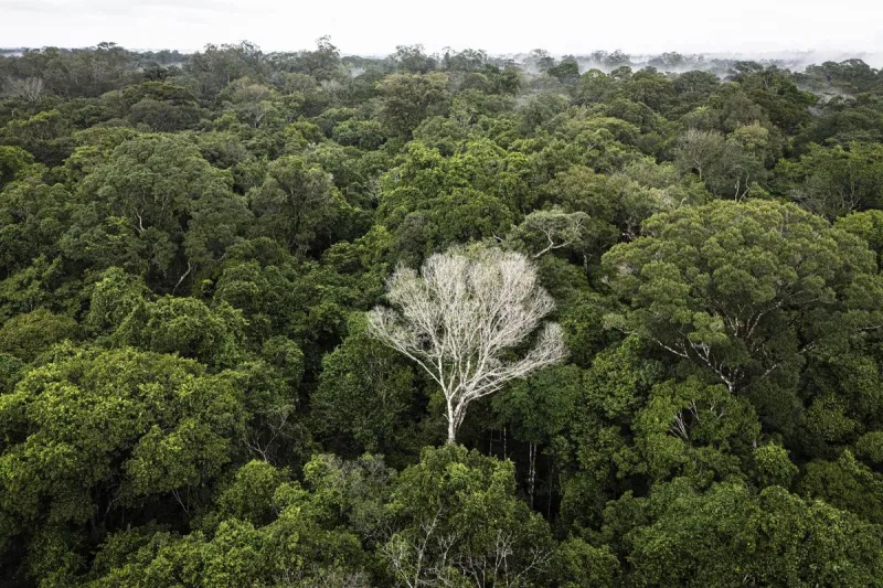La perte de forêts tropicales chute de 40% en 2025