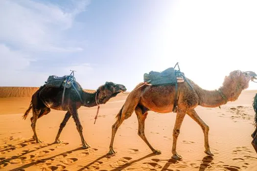 Traversée du Maroc à dos de dromadaires pour l'écologie