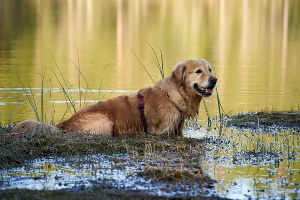 Les ordonnances de contrôle canin étendues aux routes et chemins