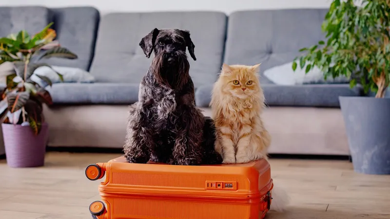 Les passeports pour animaux britanniques ne sont plus valables pour l'UE