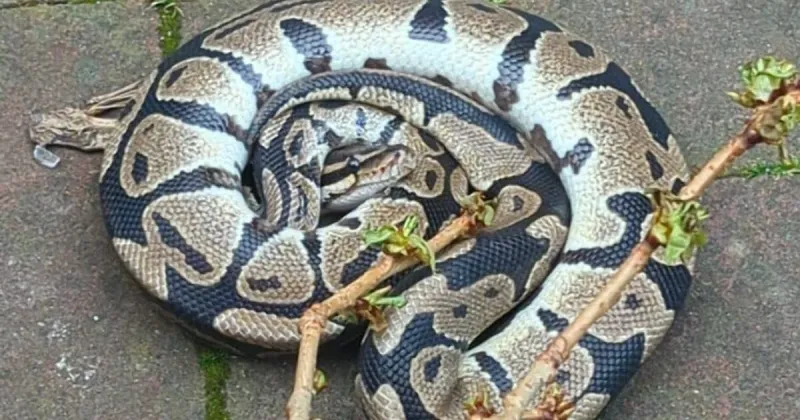 Animaux insolites retrouvés dans le Rhône