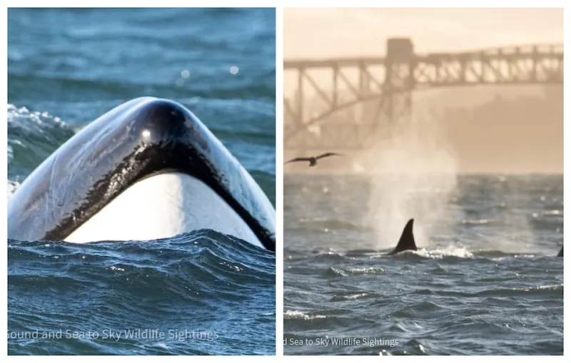 Augmentation des observations de baleines dans les eaux de Vancouver