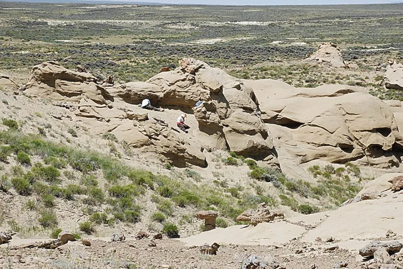 Les fossiles du Wyoming révèlent la complexité de l'évolution des primates