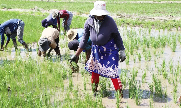 Le riz coréen du 'panier alimentaire' du Zambèze sème la confusion