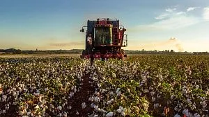 Production de coton du Zimbabwe en hausse de 33% en 2026